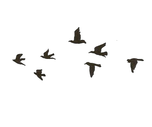 Birds
